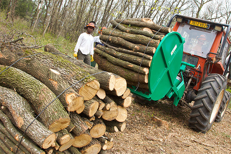 Visuel d'une forêt